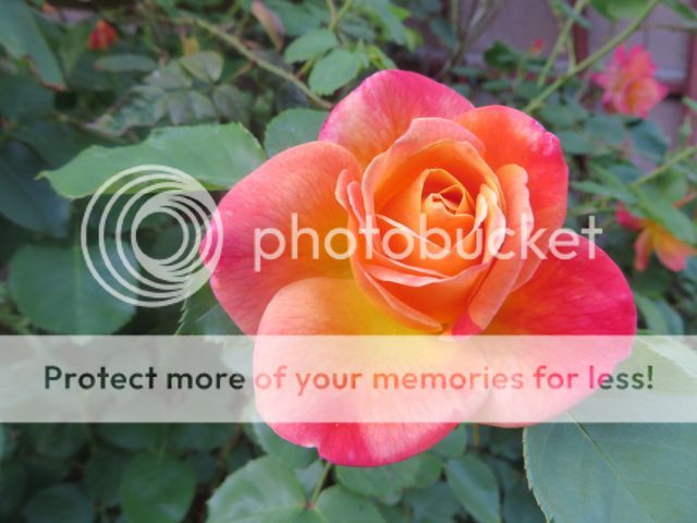 photo IMG_0234_zpsa32233e0.jpg